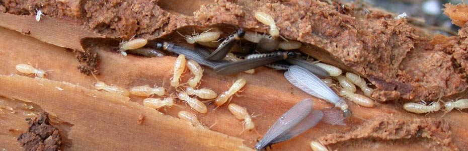 Control de plagas de termitas en Zaragoza