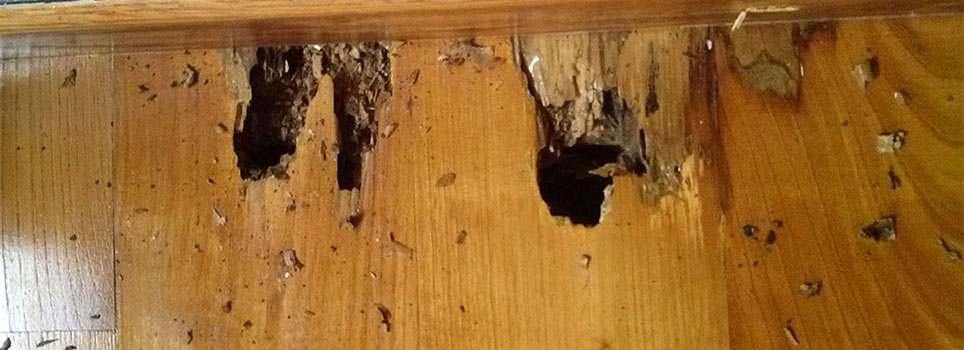 Desperfectos causados por las termitas