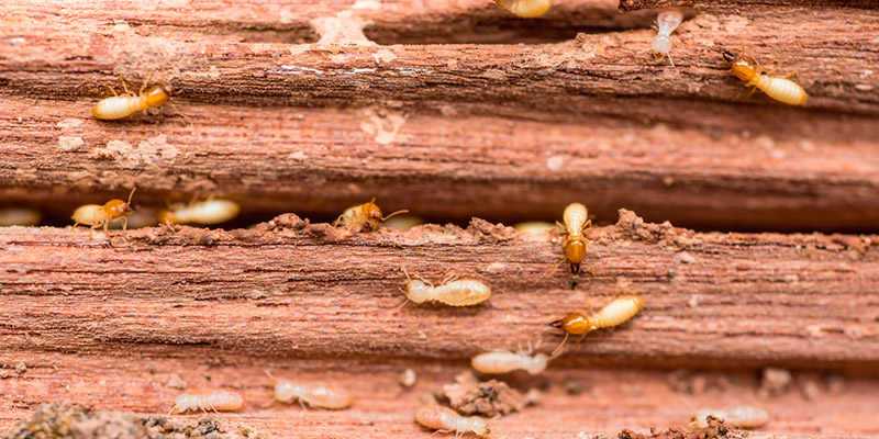 Eliminar termitas en vigas de madera en Zaragoza